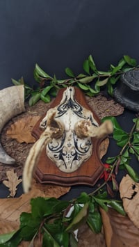 Image 4 of Deer Skull - "Black Star" hand painted - OOAK