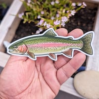 Image 2 of Rainbow Trout