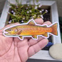 Image 2 of Brown Trout
