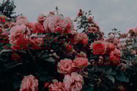 MONOGURUI bodysuit: (?)