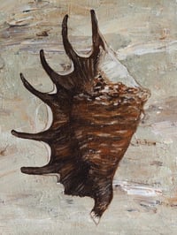 Image 2 of Chocolate Spider Conch original artwork