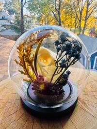 Image 2 of Cat Skull Terrarium 