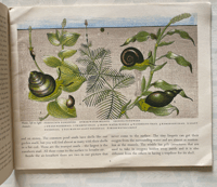 Image 2 of Pond Life Puffin Picture Book