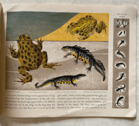 Image 4 of Pond Life Puffin Picture Book