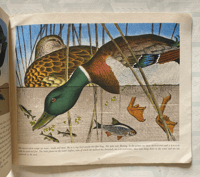 Image 3 of Pond Life Puffin Picture Book