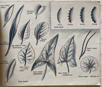 Image 3 of The story of Plant life