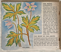 Image 5 of The story of Plant life