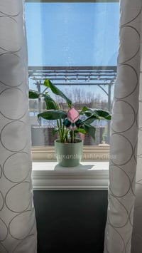 Image 1 of Art Nouveau Plantstake - Pink and Green