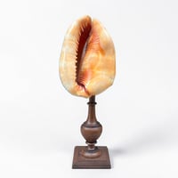 Image 2 of Ancien coquillage Casque rouge conque sur socle en bois tourné fin XIXe -  Cabinet de curiosités