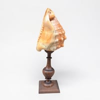 Image 7 of Ancien coquillage Casque rouge conque sur socle en bois tourné fin XIXe -  Cabinet de curiosités