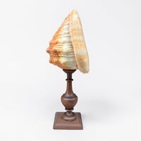 Image 8 of Ancien coquillage Casque rouge conque sur socle en bois tourné fin XIXe -  Cabinet de curiosités