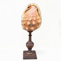 Image 9 of Ancien coquillage Casque rouge conque sur socle en bois tourné fin XIXe -  Cabinet de curiosités