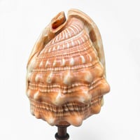 Image 4 of Ancien coquillage Casque rouge conque sur socle en bois tourné fin XIXe -  Cabinet de curiosités