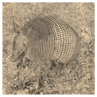 Image 1 of Ali-oop Dillo by Carly Weaver - Mounted Fine Art Print on Wood