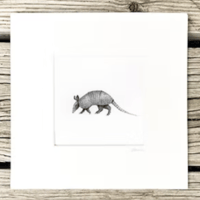 Image 2 of Various 8x8" Species Prints by Danika Ostrowski - Fine Art Print