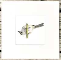 Image 15 of Various 8x8" Species Prints by Danika Ostrowski - Fine Art Print