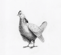 Image 13 of Various 8x8" Species Prints by Danika Ostrowski - Fine Art Print