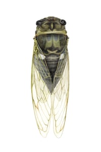 Image 9 of Various 8x8" Species Prints by Danika Ostrowski - Fine Art Print