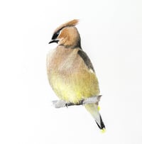 Image 8 of Various 8x8" Species Prints by Danika Ostrowski - Fine Art Print