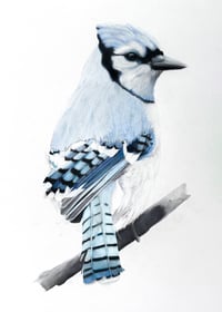 Image 4 of Various 8x8" Species Prints by Danika Ostrowski - Fine Art Print