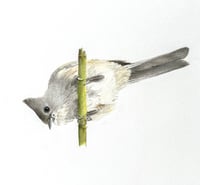 Image 16 of Various 8x8" Species Prints by Danika Ostrowski - Fine Art Print