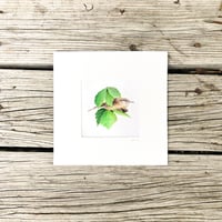 Image 17 of Various 8x8" Species Prints by Danika Ostrowski - Fine Art Print