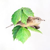 Image 18 of Various 8x8" Species Prints by Danika Ostrowski - Fine Art Print