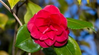 Camellia Japonica