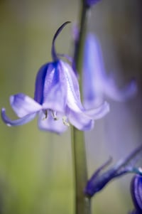 Image 1 of Purple Shadow