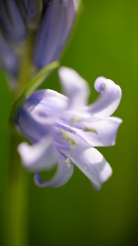 Image 2 of Purple Shadow