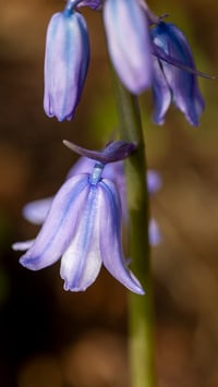 Image 3 of Purple Shadow