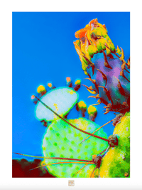 A DAY-GLOW DESERT FLOWER