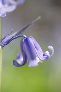 Image 5 of Purple Shadow