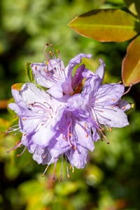 Big Beautiful Bouquet