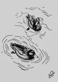 Swimming Ducks - Art Print