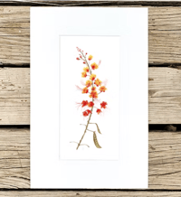 Image 1 of Pride Of Barbados by Danika Ostrowski - Fine Art Print