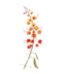 Image 2 of Pride Of Barbados by Danika Ostrowski - Fine Art Print