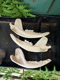 Image 1 of Opossum jaws