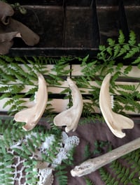 Image 2 of Opossum jaws