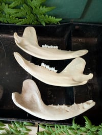 Image 3 of Opossum jaws