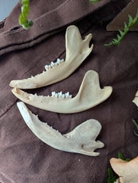 Image 4 of Opossum jaws