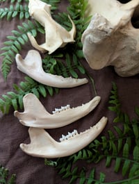 Image 5 of Opossum jaws