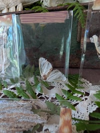 Image 1 of Moth 