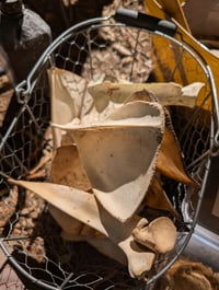 Image 2 of Deer scapula 