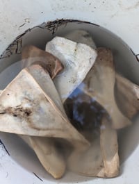 Image 1 of Deer scapula 