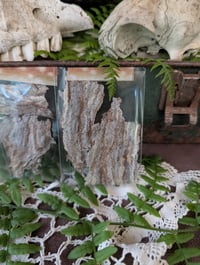 Image 2 of Wasp nest fragments 