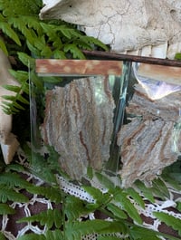 Image 1 of Wasp nest fragments 