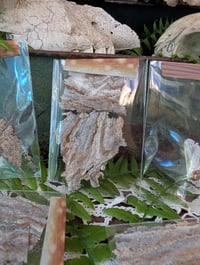 Image 3 of Wasp nest fragments 