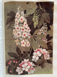 Image 9 of The Floral Year