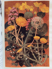 Image 10 of The Floral Year